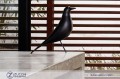 Eames House Birds Vitra 06